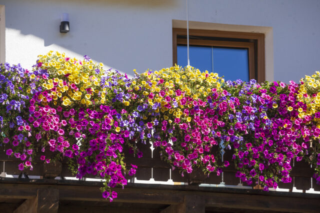 muskaty-truhlik-balkon Muškáty v truhlíku na slnečnom balkóne